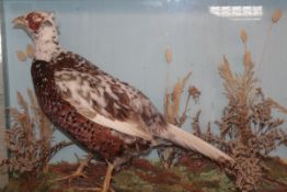 CASED PART-ALBINO PHEASANT in naturalistic setting 29 x 18 x 8ins