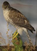 CASED FEMALE SPARROWHAWK in naturalistic setting by W Lockwood of Fakenham, see label to reverse
