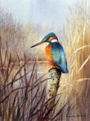 COLIN W BURNS (BORN 1944, BRITISH) KINGFISHER watercolour, signed lower right 8 x 6ins