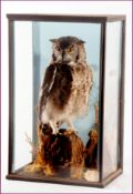 CASED AFRICAN SPOTTED EAGLE OWL in naturalistic setting 14 x 24 x 10ins Note: This Bird is in the