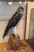 CASED MARTIAL EAGLE mounted on naturalistic base 24 x 34 x 16ins Note: This Bird is in the Cites
