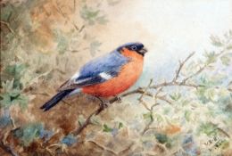 * VINCENT BALFOUR BROWNE (1880-1963, BRITISH) BULLFINCH ON A BRANCH watercolour, initialled and