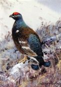 COLIN W BURNS (BORN 1944, BRITISH) BLACK GROUSE miniature watercolour, signed lower left and