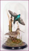 GLASS DOMED SNIPE AND KINGFISHER mounted on naturalistic base 20ins high