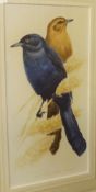 * DAVID ORD KERR (BORN 1951, BRITISH) BOAT TAILED GRACKLE watercolour, signed lower left 8 x 4ins