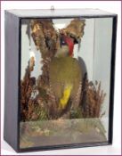 CASED GREEN WOODPECKER mounted on a cork branch possibly by T E Gunn of Norwich 12 x 16 x 6ins