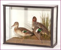 CASED PAIR OF TEAL in naturalistic setting 20 x 16 x 7ins