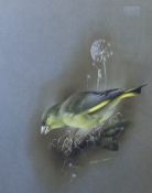 * RAYMOND WATSON (BORN 1935, BRITISH) GREENFINCH watercolour, signed lower right 11 x 9ins