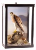 CASED SHORT-TOED EAGLE mounted on rock-effect base by Brazenor, 11 Bridge Street, Manchester, see