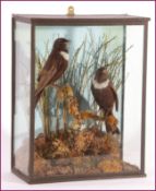 PAIR OF RING OUZELS in naturalistic setting by J Luckraft, 106 Union Street, Stonehouse, see label