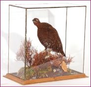 GLAZE CASED RED GROUSE in naturalistic setting 17 x 17 x 8ins