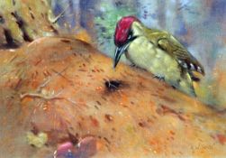 * ALLEN WILLIAM SEABY (1867-1953, BRITISH) GREEN WOODPECKER AT NEST OF WOOD ANTS gouache on linen