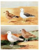 * ROLAND GREEN (1890-1972, BRITISH) GULLS two watercolours in one frame, one signed lower right each
