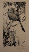 WILHELM KUHNERT (1865-1926, GERMAN) BIRD ON A BRANCH black and white etching, signed lower right 7 x