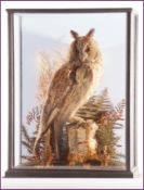 CASED LONG-EARED OWL in naturalistic setting 13 x 18 x 6ins