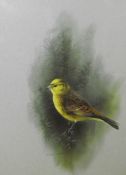 * RAYMOND WATSON (BORN 1935, BRITISH) YELLOWHAMMER watercolour, signed lower left 12 x 9ins