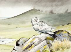 RICHARD A RICHARDSON (1922-1977, BRITISH) SNOWY OWL ON A ROCK watercolour, signed lower left 9 ½ x