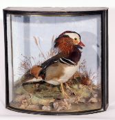 BOW FRONTED CASED MANDARIN DUCK in naturalistic setting by J Cooper & Sons 16 x 16 x 8ins