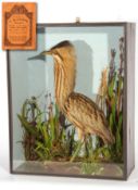 CASED BITTERN in naturalistic setting by T E Gunn, 86 St Giles Street, Norwich, see label to reverse