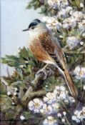 COLIN W BURNS (BORN 1944, BRITISH) BLACKCAP miniature watercolour, signed lower left and inscribed