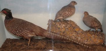 CASED PHEASANT AND PAIR OF ENGLISH PARTRIDGES in naturalistic setting 36 x 18 x 10ins