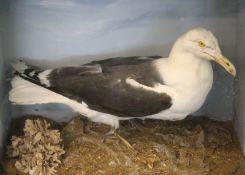 CASED GREAT BLACK BACKED GULL in naturalistic setting 24 x 20 x 13ins