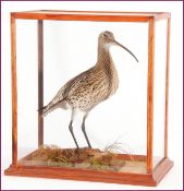 CASED CURLEW mounted on naturalistic base 20 x 20 x 12ins