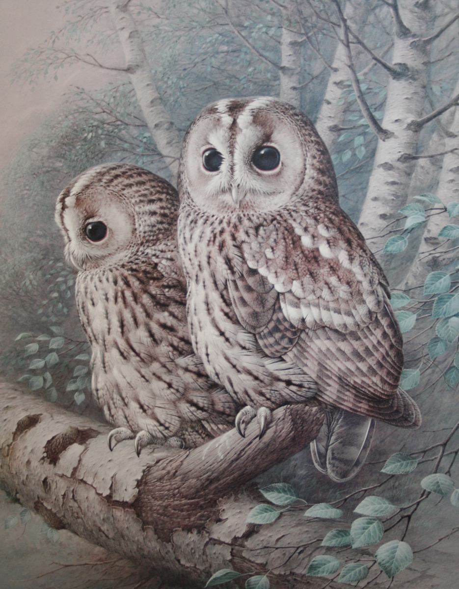 RAYMOND WATSON (BORN 1935, BRITISH) THE TAWNY OWL coloured print, signed and dated 83 in pencil to