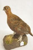 UNCASED RED GROUSE mounted on naturalistic base 15ins high