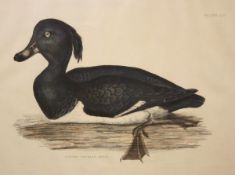 AFTER PRIDEAUX JOHN SELBY TUFTED POCHARD, MALE hand coloured engraving 20 x 25ins together with