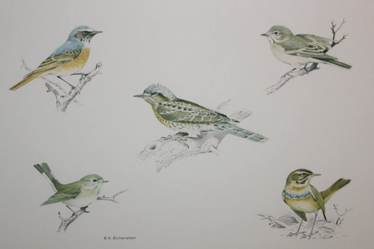 RICHARD A RICHARDSON (1922-1977, BRITISH) BIRD VIGNETTES coloured limited edition print, signed