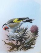 CARL DONNER (CONTEMPORARY, BRITISH) GOLDFINCH ON THISTLE watercolour, signed lower left 6 ½ x 5ins