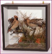 CASED PAIR OF WAXWINGS in naturalistic setting by E Allen, see remains of label to reverse 16 x 16 x