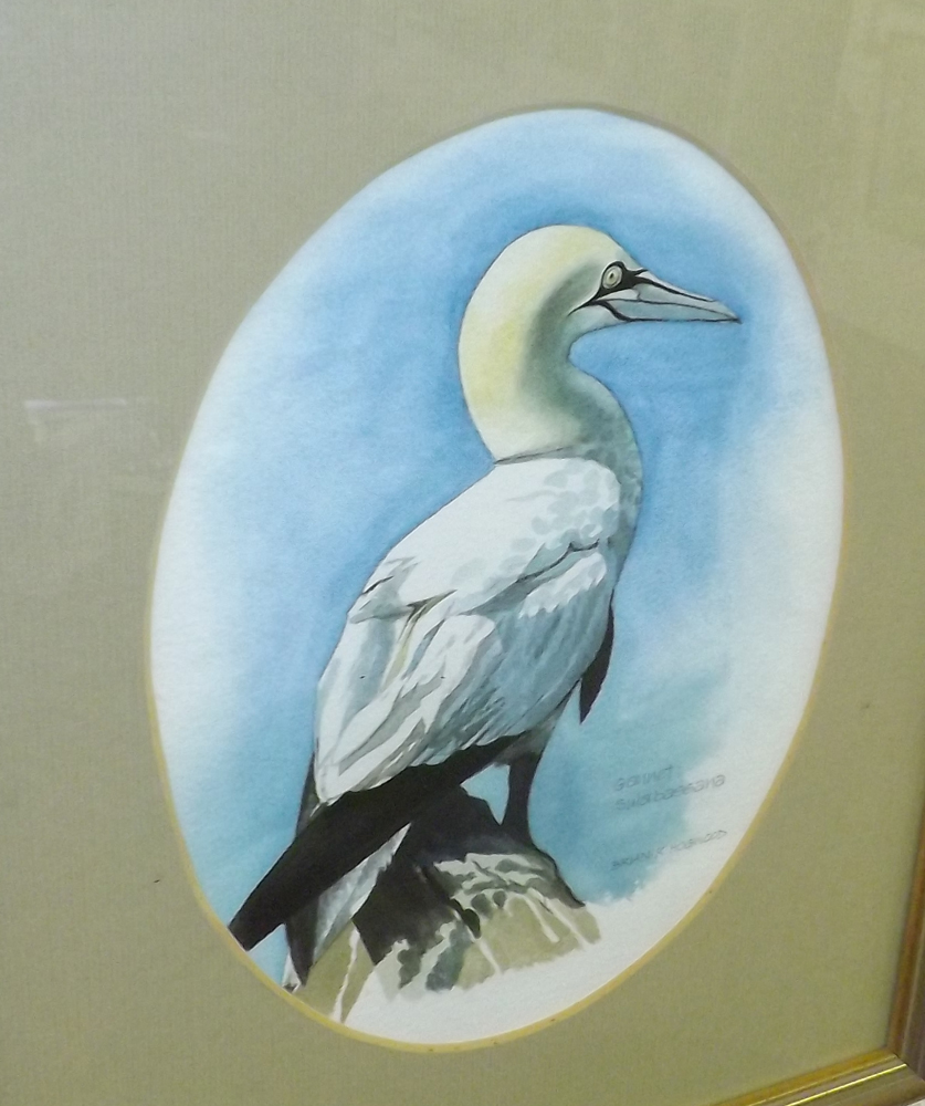 BRIAN HOGWOOD (20TH CENTURY, BRITISH) GANNET watercolour, signed lower left 9 x 7ins oval