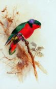 * ROLAND GREEN (1890-1972, BRITISH) KUHL’S LORY watercolour, signed lower left 10 x 6ins