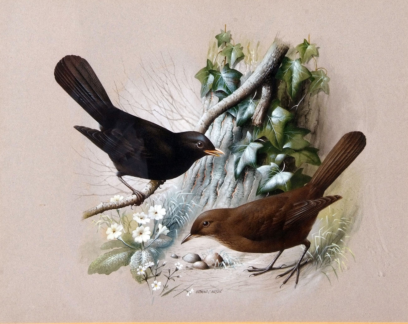 * RAYMOND WATSON (BORN 1935, BRITISH) MALE AND FEMALE BLACKBIRDS watercolour, signed lower centre 17