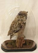 GLASS DOMED AFRICAN SPOTTED EAGLE OWL mounted on naturalistic base 23ins high Note: This Bird is