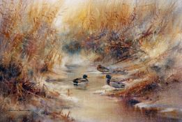 * COLIN W BURNS (BORN 1944, BRITISH) MALLARD BY WATERS EDGE oil on canvas, signed lower left 6 x