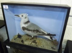 CASED KITTIWAKE in naturalistic setting by T Roberts, Castle Meadow, Near Rose Lane, Norwich, see