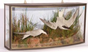 BOW FRONTED GLAZED CASE PAIR OF COMMON TERNS AND YOUNG by J Cooper & Sons, 28 Radnor Street, St