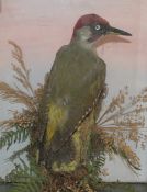 CASED GREEN WOODPECKER mounted on bark and grass by W Lockwood of Fakenham, see label verso 11 x