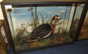 CASED RED-BREASTED GOOSE in naturalistic setting 26 x 18 x 8ins