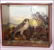 CASED PEREGRINE FALCON AND MERLIN in naturalistic setting 23 x 20 x 10ins