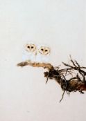 * BRYAN REED (BORN 1934, BRITISH) BARN OWLETS watercolour, signed and dated 1986 near branch lower