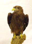 CASED BLACK KITE mounted on a branch 15 x 25 x 11ins Note: Article 10 Certificate included