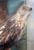 CASED BUZZARD, THOUGHT TO BE ROUGH-LEGGED in naturalistic setting 20 x 21 x 11ins
