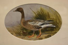 * JOHN CYRIL HARRISON (1898-1985, BRITISH) BEAN GOOSE watercolour, initialled lower right and