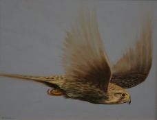 MICK CHAVE (CONTEMPORARY, BRITISH) KESTREL FLYING oil on board, signed lower left 10 x 13ins