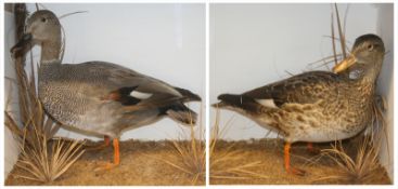 CASED PAIR OF GADWALLS in naturalistic setting 26 x 14 x 9ins