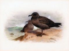 ARCHIBALD THORBURN (1860-1935, BRITISH) A SOOTY SHEARWATER watercolour and body colour, signed lower